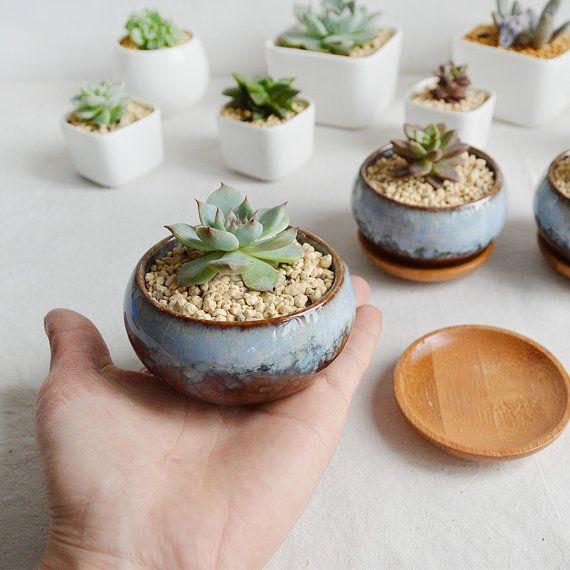 Chậu cây gốm trồng sen đá nhỏ