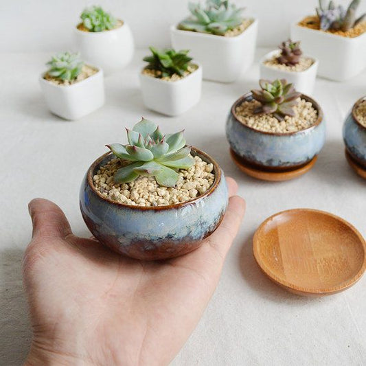 Chậu cây gốm trồng sen đá nhỏ